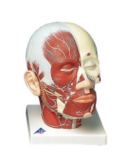 3B Scientific, modello anatomico muscolatura della testa con nervi VB129