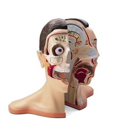 3B Scientific, modello anatomico di testa e nuca scomponibile in 5 parti W42512