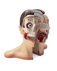3B Scientific, modello anatomico di testa e nuca scomponibile in 5 parti W42512