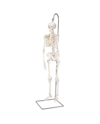Scheletro 3B Scientific Shorty A18/1,  su stativo a grandezza dimezzata Scheletro 3B Scientific Shorty A18/1,  su stativo a grandezza dimezzata