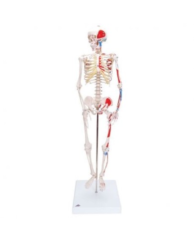 Scheletro 3B Scientific Shorty A18/5, con inserzioni muscolari, a grandezza dimezzata Scheletro 3B Scientific Shorty A18/5, con inserzioni muscolari, a grandezza dimezzata