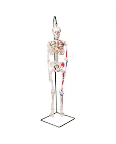 Scheletro 3B Scientific Shorty A18/6, con inserzioni muscolari, a grandezza dimezzata Scheletro 3B Scientific Shorty A18/6, con inserzioni muscolari, a grandezza dimezzata