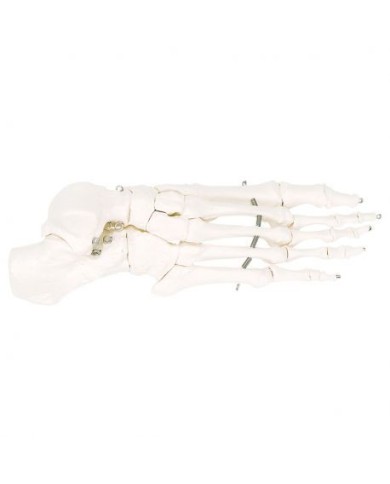 3B Scientific, modello anatomico di scheletro del piede su filo metallico A30 3B Scientific, modello anatomico di scheletro del piede su filo metallico A30