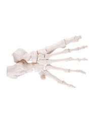 3B Scientific, modello anatomico di scheletro del piede su filo di nylon A30/2