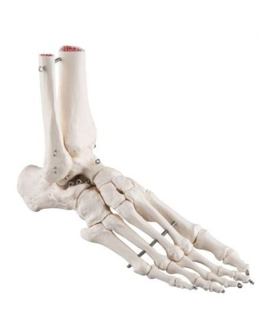 3B Scientific, modello anatomico di scheletro del piede destro A31 3B Scientific, modello anatomico di scheletro del piede destro A31