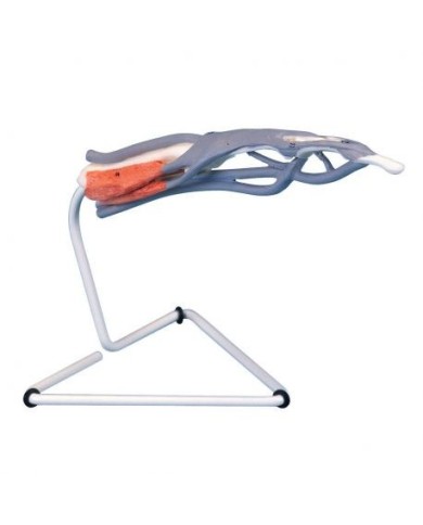 Modello anatomico della struttura del dito 3B Scientific M19