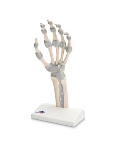 Modello di scheletro della mano con legamenti elastici M36 Modello di scheletro della mano con legamenti elastici M36