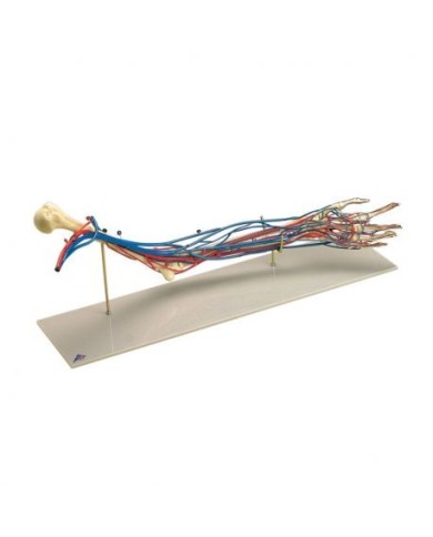 Modello anatomico, scheletro del braccio con vasi sanguigni W19019 Modello anatomico, scheletro del braccio con vasi sanguigni W19019