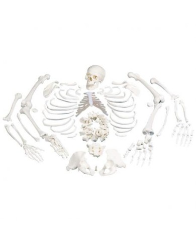 Modello anatomico di scheletro umano non montato, con cranio in 3 parti 3B Scientific A05/1 Modello anatomico di scheletro umano non montato, con cranio in 3 parti 3B Scientific A05/1