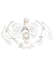 Modello anatomico di scheletro umano non montato, con cranio in 3 parti 3B Scientific A05/1