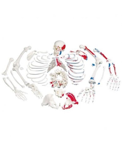 Modello anatomico di scheletro umano non montato, con raffigurazione dei muscoli 3B Scientific A05/2 Modello anatomico di scheletro umano non montato, con raffigurazione dei muscoli 3B Scientific A05/2