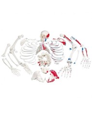 Modello anatomico di scheletro umano non montato, con raffigurazione dei muscoli 3B Scientific A05/2