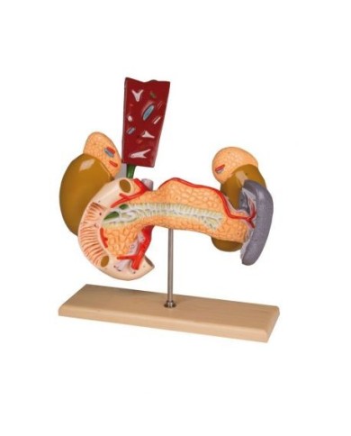 Erler Zimmer, organi interni del sistema digerente W42509