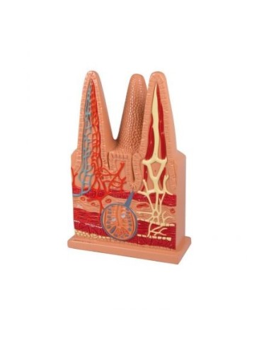 Erler Zimmer, Villo intestinale ingrandito 100 volte,  W42507