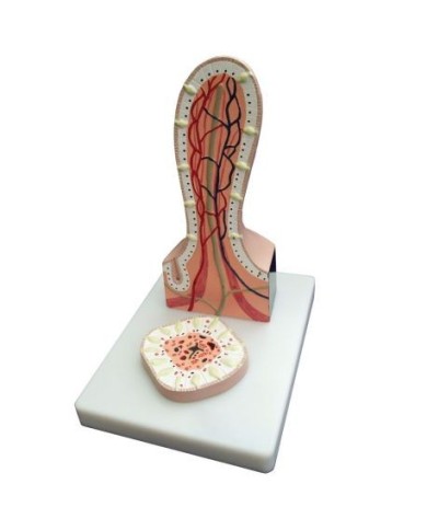 Erler Zimmer, Sezione del Villo intestinale ingrandito K490