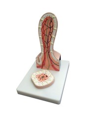 Erler Zimmer, Sezione del Villo intestinale ingrandito K490