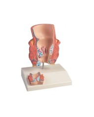 Erler Zimmer, Modello anatomico didattico di emorroidi K227