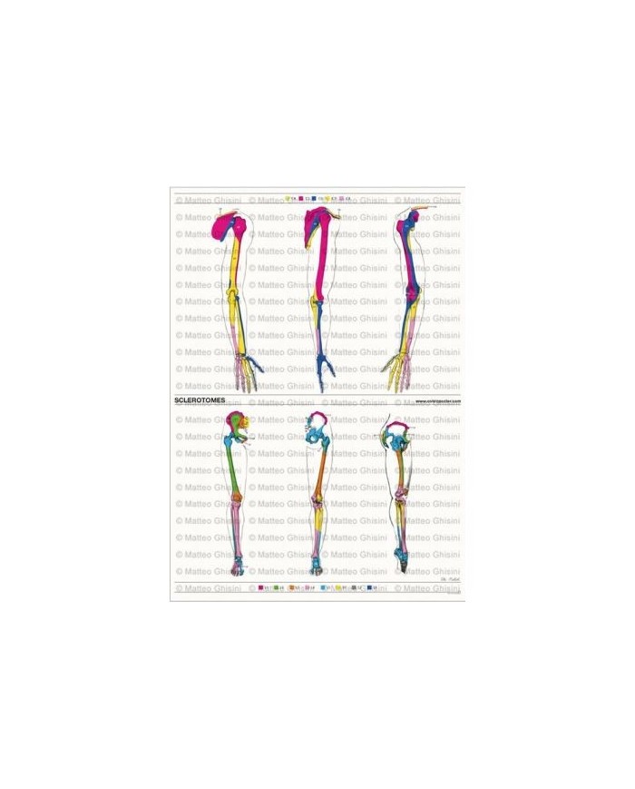 Osteoposter - Sclerotomi Braccia e Gambe Verticale