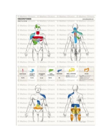 Osteoposter - Viscerotomi Sistema digestivo Verticale