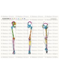 Osteoposter - Sclerotomi Gambe