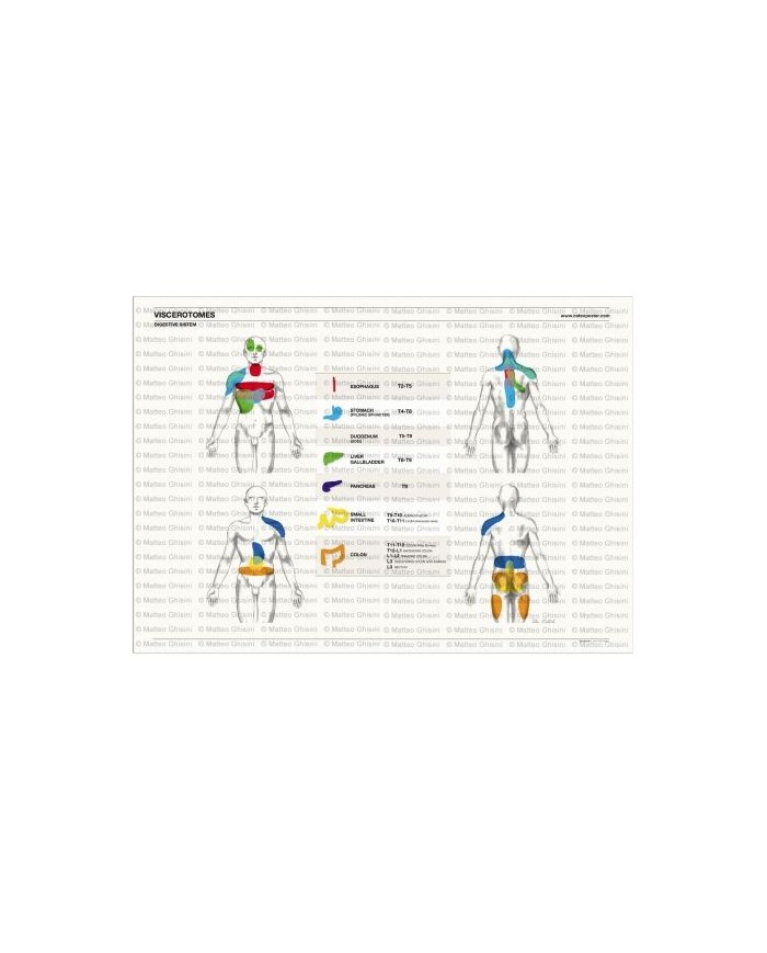 Osteoposter - Viscerotomi Sistema digestivo Orizzontale