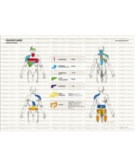 Osteoposter - Viscerotomi Sistema digestivo Orizzontale