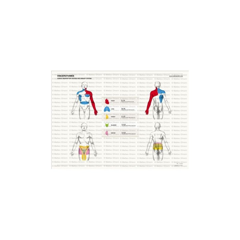 Osteoposter - Viscerotomi Sistema Cardio e Urinario Orizzontale