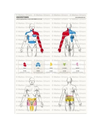 Osteoposter - Viscerotomi Sistema Cardio e Urinario Verticale