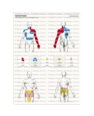 Osteoposter - Viscerotomi Sistema Cardio e Urinario Verticale
