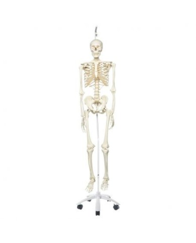 3B Scientific, modello anatomico, scheletro classico A10/1 3B Scientific, modello anatomico, scheletro classico A10/1