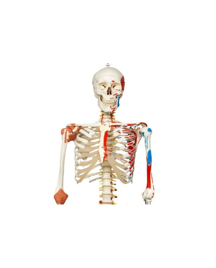 Scheletro Sam con legamenti articolari e inserzioni muscolari A13/1