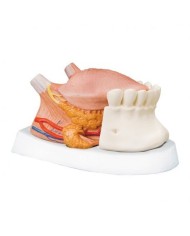 3B Scientific, modello anatomico di Lingua, ingrandito 2,5 volte, scomponibile in 4 parti T12010