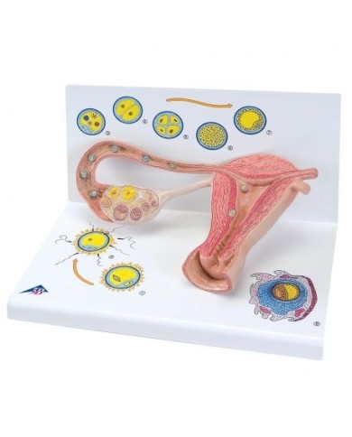3B Scientific, Stadi della Fecondazione e della germinazione, ingrandito 2 volte  L01 3B Scientific, Stadi della Fecondazione e della germinazione, ingrandito 2 volte  L01