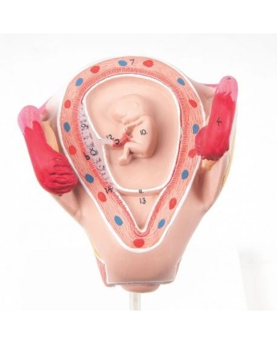 3B Scientific, Modello di Embrione 2° Mese L10/2 3B Scientific, Modello di Embrione 2° Mese L10/2