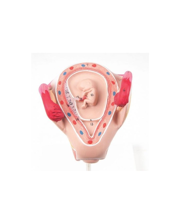 3B Scientific, Modello di Embrione 2° Mese L10/2