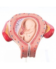 3B Scientific, Modello di Embrione 3° Mese L10/3