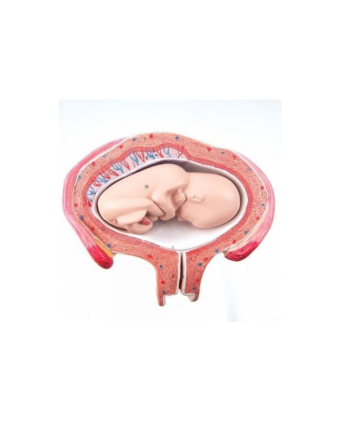 3B Scientific, Modello di Embrione 4° Mese, posizione prona L10/4