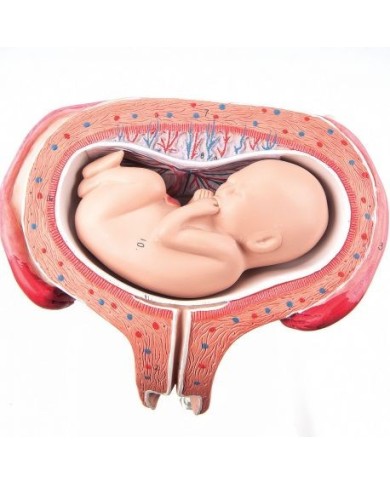 3B Scientific, Modello di Embrione 5° Mese, presentazione supina L10/6 3B Scientific, Modello di Embrione 5° Mese, presentazione supina L10/6