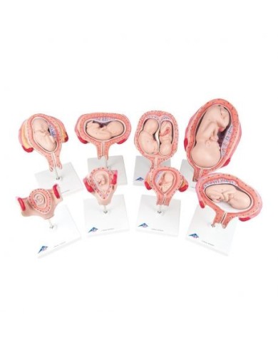 3B Scientific, Serie completa gravidanza L10 3B Scientific, Serie completa gravidanza L10