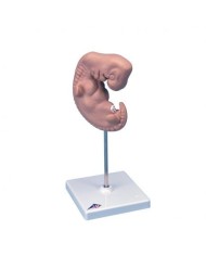 3B Scientific, Modello di Embrione ingrandito 25 volte L15