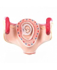 3B Scientific, Serie gravidanza di lusso L11