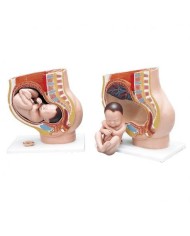 3B Scientific, Modello Anatomico di Bacino Gravido, scomponibile in 3 parti L20
