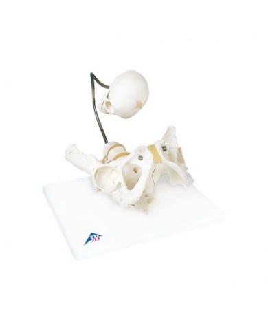 3B Scientific, Modello Anatomico di Bacino per illustrare il parto L30