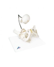 3B Scientific, Modello Anatomico di Bacino per illustrare il parto L30