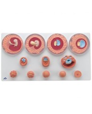 3B Scientific, Modello Anatomico di Sviluppo di un Embrione in 12 stadi VG391