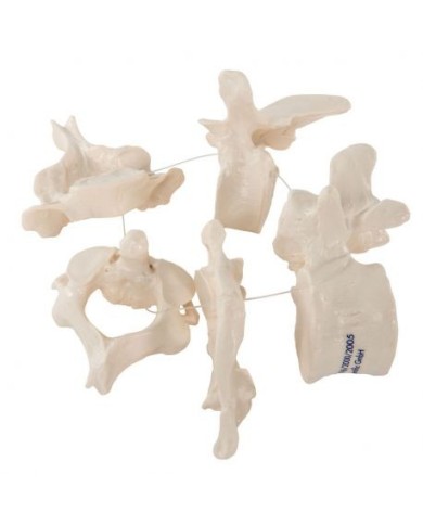 3b Scientific, modello anatomico di 5 vertebre A75/1