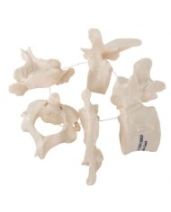 3b Scientific, modello anatomico di 5 vertebre A75/1