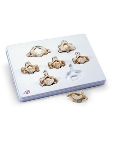 3B Scientific, Set con 7 vertebre cervicali 3B BONElike™ A790 3B Scientific, Set con 7 vertebre cervicali 3B BONElike™ A790