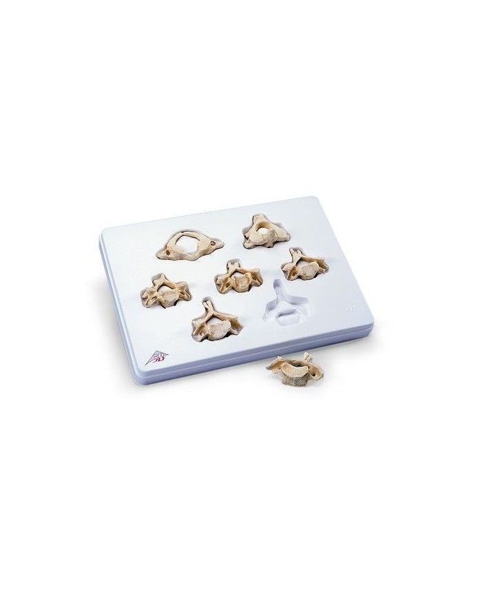 3B Scientific, Set con 7 vertebre cervicali 3B BONElike™ A790