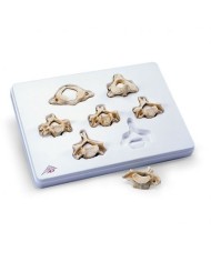 3B Scientific, Set con 7 vertebre cervicali 3B BONElike™ A790